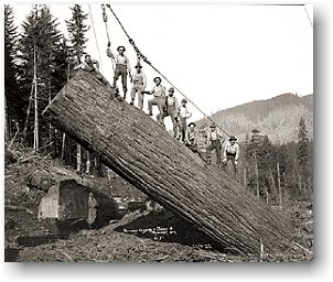 Logging crew yarding a very large log