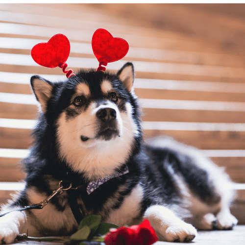 image: Dubs with heart headband