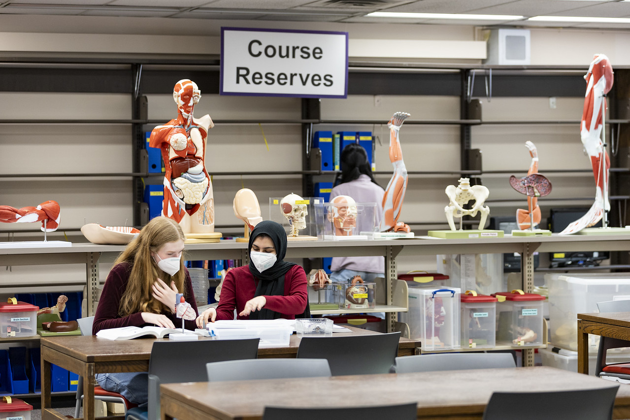 Health Sciences Library students studying with anatomy models nearby