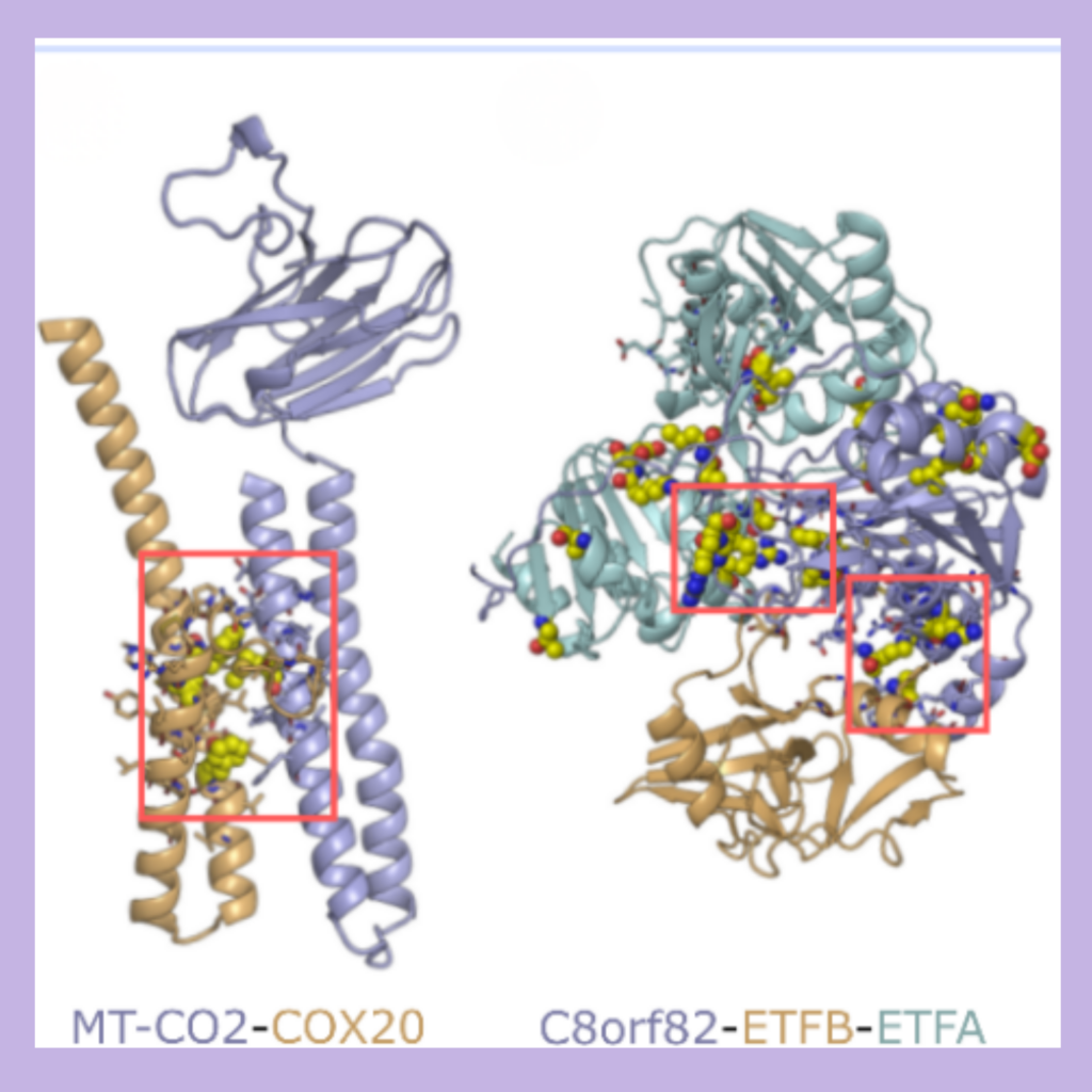 graphic image: illustration of Mitochondrial PPIs from A dataset for predicting protein-protein interactions in humans, the top dataset in Dryad by views and downloads