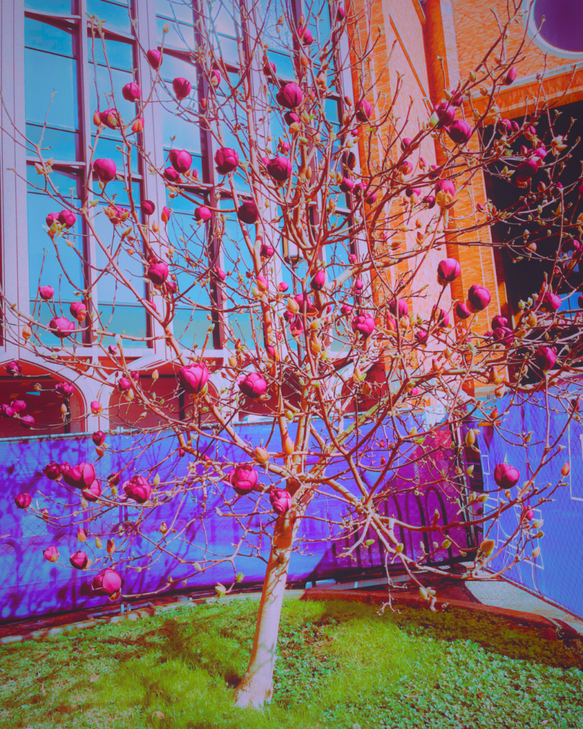 photo: tree in bloom