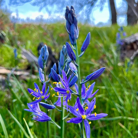 Camas