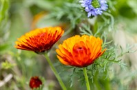 photo: brightly colored flowers
