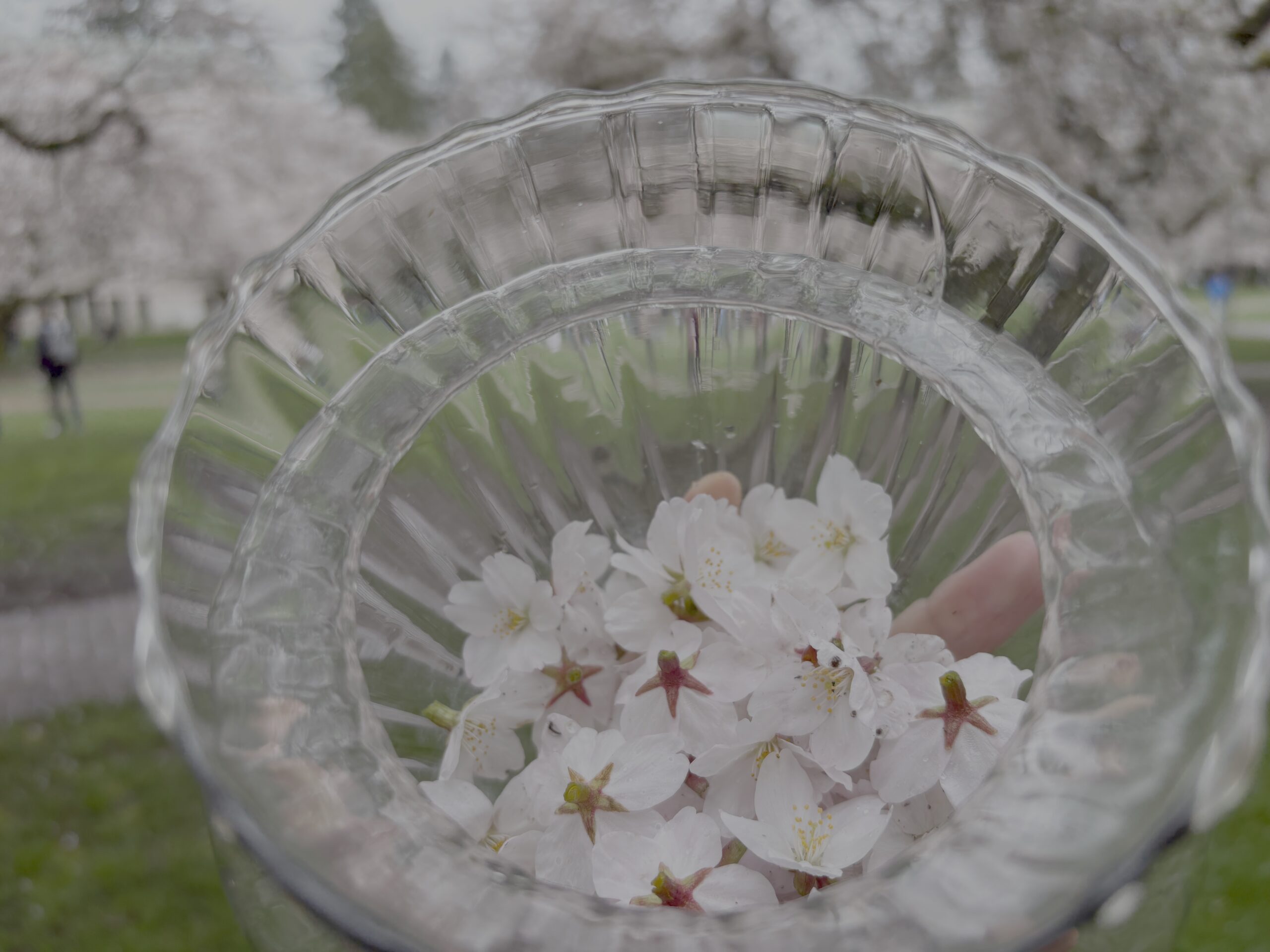Cherry petals Ricky collected for the DIY Bookmark Making event