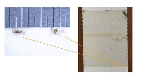 Image is a composite of a magnified view of two very small insects called psocids (pronounced: so-sid) with a ruler above them measuring in millimeters. The psocids measure 1-1.5mm. The image to the right of the composite is the surface sticky area of a blunder trap as seen from the naked eye. A part on the lower left corner of the blunder trap is circled around what looks like two specks of brown sand. Two yellow lines point from the magnified psocids to the specks on the blunder trap, indicating that the specks are what the psocids look like without magnification.