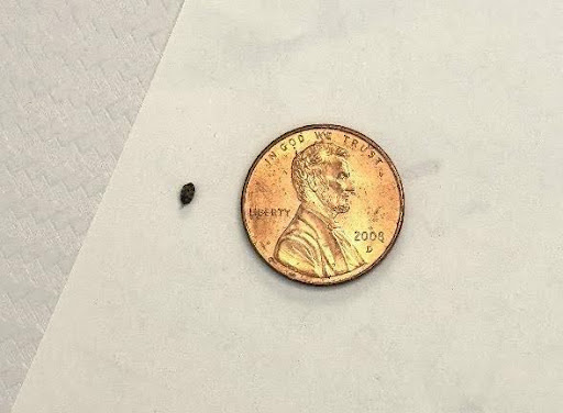 Image of a small dark oval-shaped insect to the left of a penny on a white background as viewed by the naked eye. The small oval-shaped insect is about 2 millimeters long and by showing it next to the penny, the viewer can get a sense of the size of some types of insects. It can be helpful to include standard sized objects if a ruler is not available. Coins are very helpful and easy to use in many circumstances.
