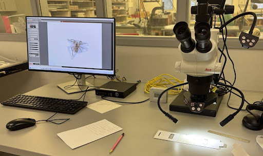 Image of a laboratory-type setting with computer monitor to the left and lighted microscope to the right on a lab table with a notepad and pencil in the foreground. The microscope lights are focused on a blunder trap and the microscope view is projected onto the monitor to the left. An insect is visible magnified on a white background. Digital images can be taken of magnified insects like this to be identified later.